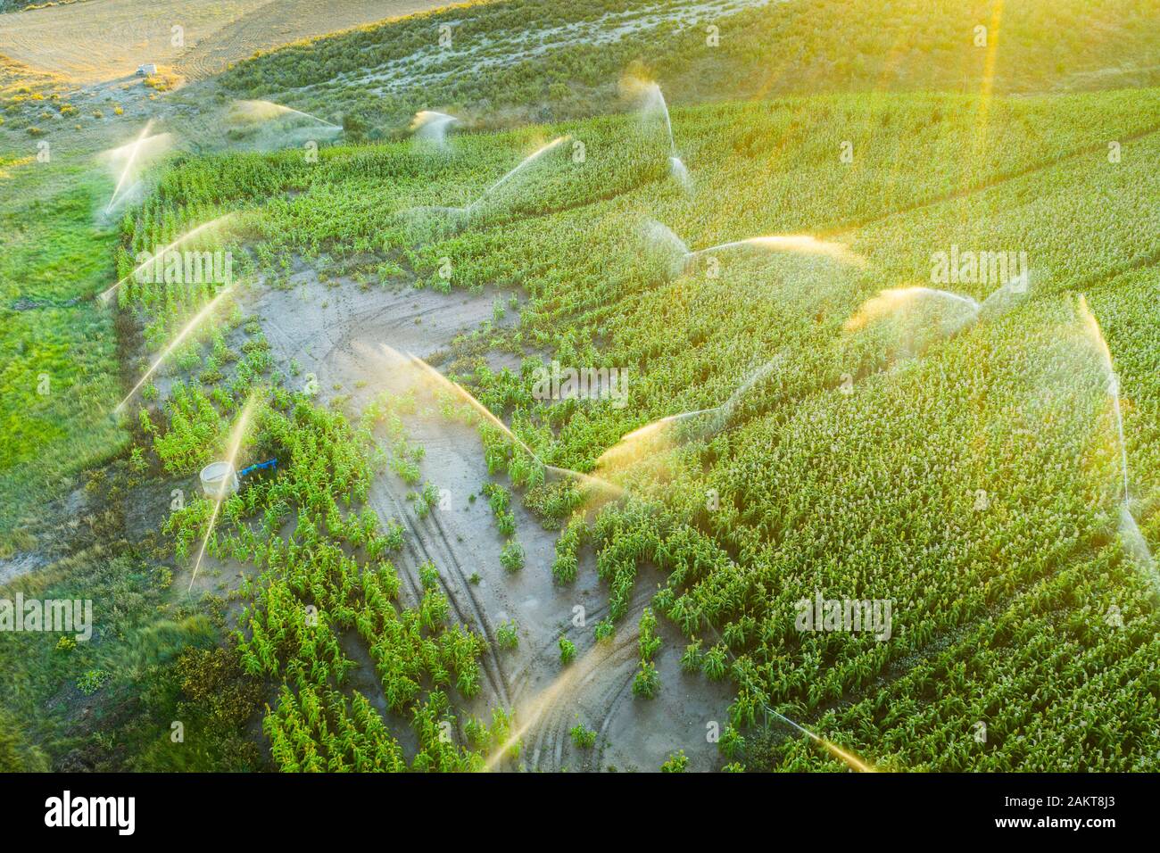 Farmland with watering. Aerial view. Stock Photo