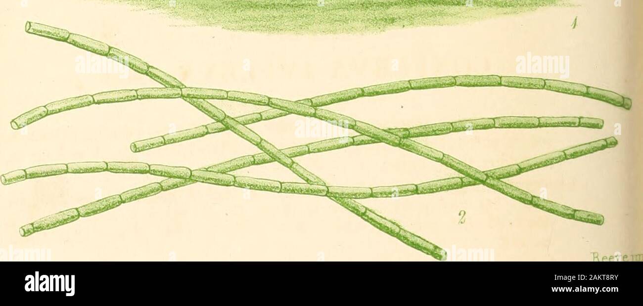 Conferva hi-res stock photography and images - Alamy