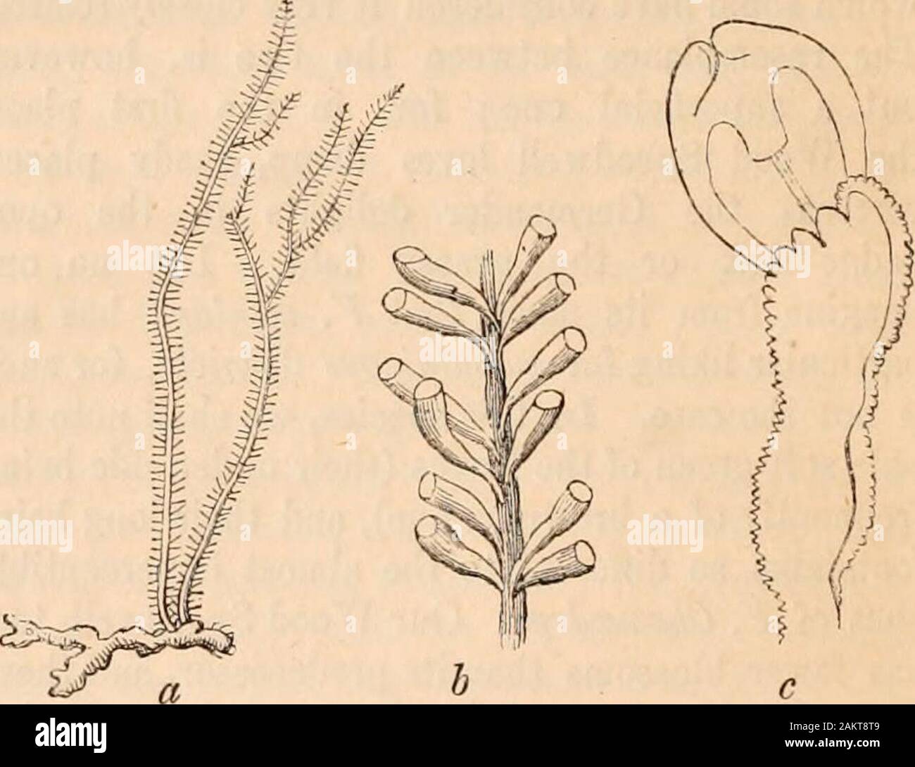 Hardwicke's science-gossip : an illustrated medium of interchange and gossip for students and lovers of nature . the type of their transformations differs but little, andtheir numbers must be indeed myriads on myriadspeopling every wave. These are single specimens of Plumeria falcata(the sickle coralline), or Sertularia argentea (thesquirrels-tail coralline) on which the family mayconsist of from eighty to one hundred thousandindividual Polypes seated on one stem—a rate ofpopulation which, says Dr. G. Johnson, not London,not Pekin can rival! I do not, however, think it isthe opinion of natural Stock Photo
