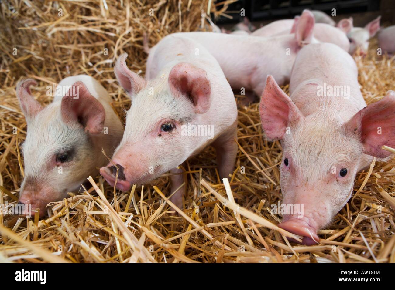 Piglets at an RSPCA Assured accredited high-welfare farm. Norwich. United Kingdom. Stock Photo