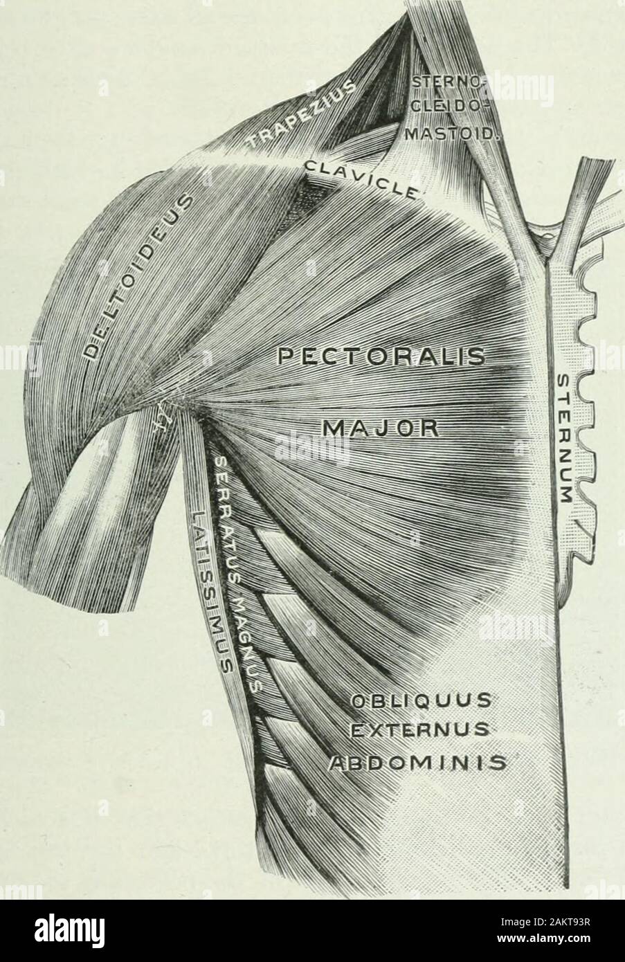 Supraspinatus tendon hires stock photography and images Alamy