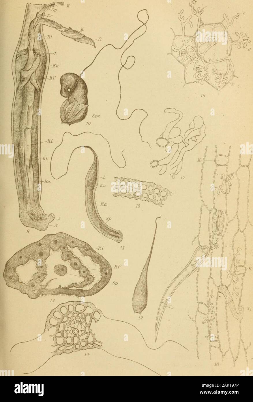 Sitzungsberichte . H. Iltis del. Lichtdruck v. Max Jatl£, Wie n. E. Quietensky phot. Sitzungsberichte d. kais. Akad. d. Wiss., math.-naturw. Klasse, Bd. CXIX, Abt. I 1910. lltis,H.: ütfracarpellareProlificatioTi bei Zea Mays l. Tai! II.. SHzuii2sbci-ichlO(l.kais.Akn(l.d.Wi.ss.,niat]i.-naiunv. Klasse IM CXI X.Abt, i. 10 iü. 347 Dynamogeologisehe Studien vonHans Höfer. (Vorgelegt in der Sitzung am 6. Mai 1910.) I. Bruchlose Faltung der Gesteine. Zum Mechanismus der Gebirgsbildung. Wird ein unvollkommen elastischer Körper innerhalb einerbestimmten Grenze deformiert und derselbe sehr lange Zeit s Stock Photo