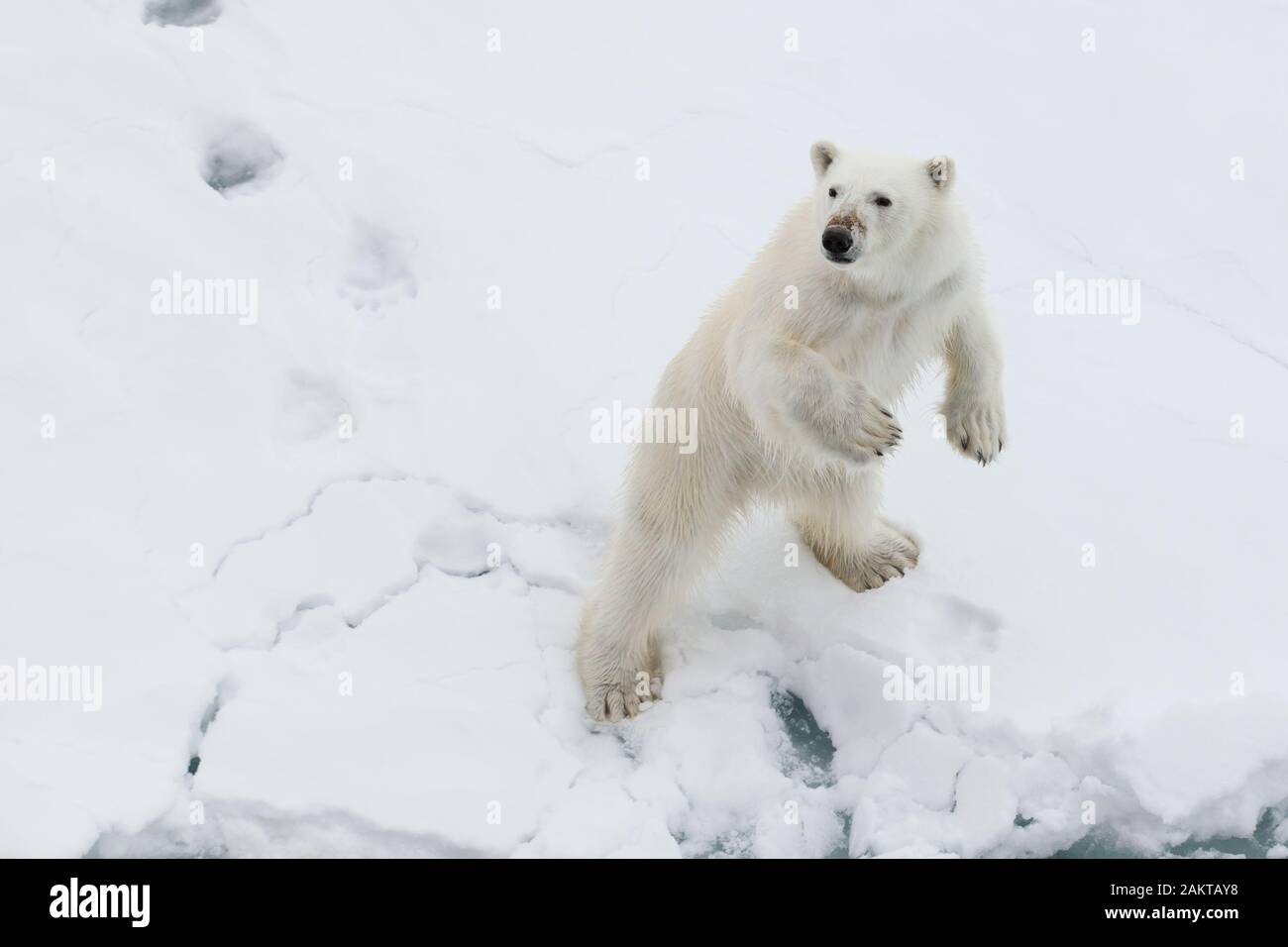 Polar bear standing on hind hi-res stock photography and