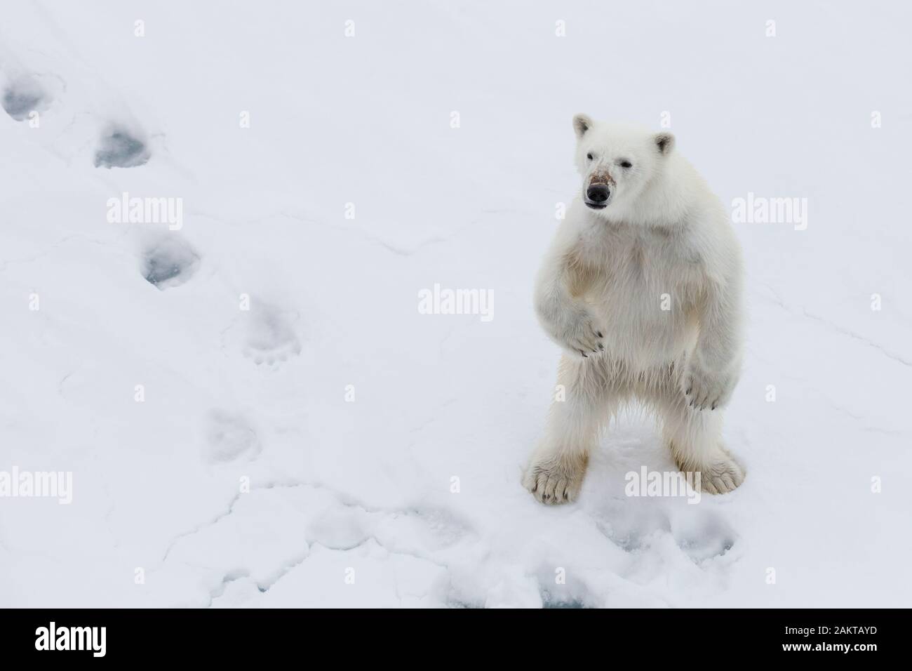 Polar bear hind legs hi-res stock photography and images - Alamy