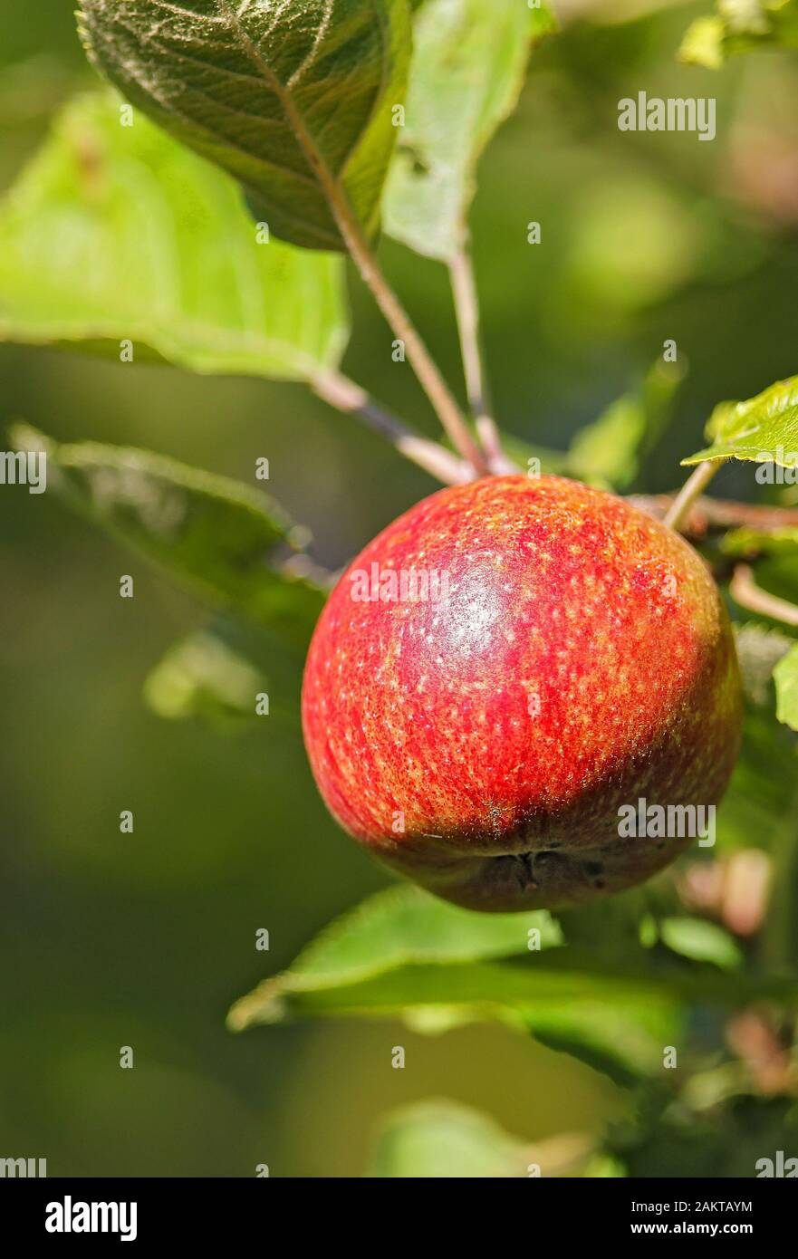 Red apple (Malus domestica) hanging on apple tree Brandeburg, Germany Stock Photo