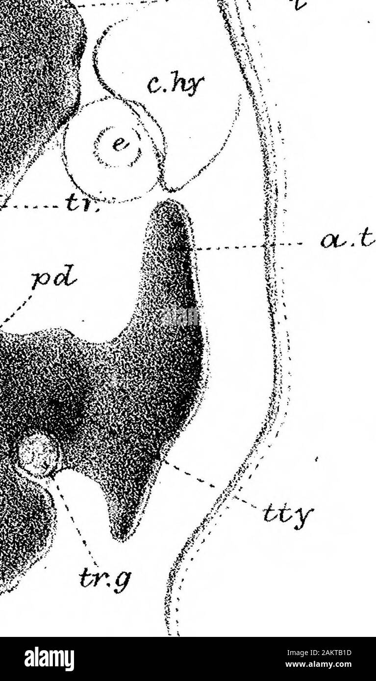 On the Structure and Development of the Skull in the BatrachiaPart II ...