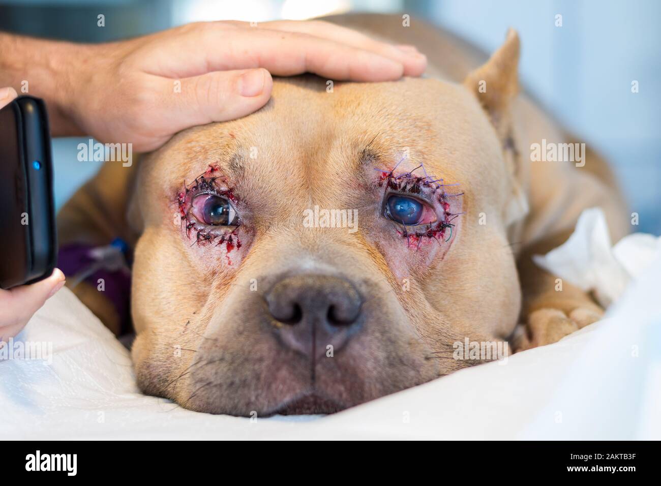 American Bully Dog Breed With Entropion And Corneal Ulcer After Surgery Stock Photo Alamy