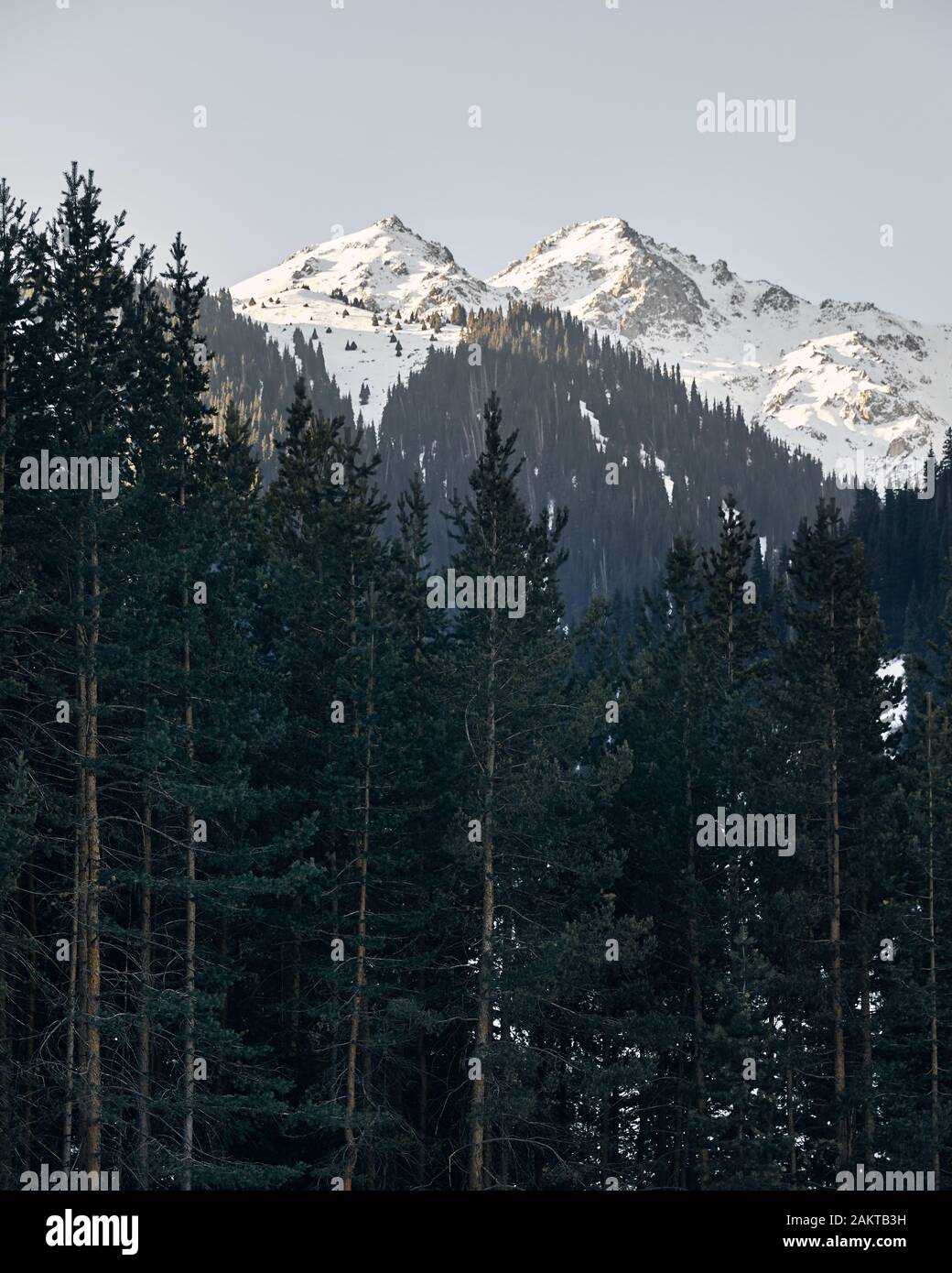 Pine tree forest and mountains with snow at winter time in Kazakhstan Stock Photo