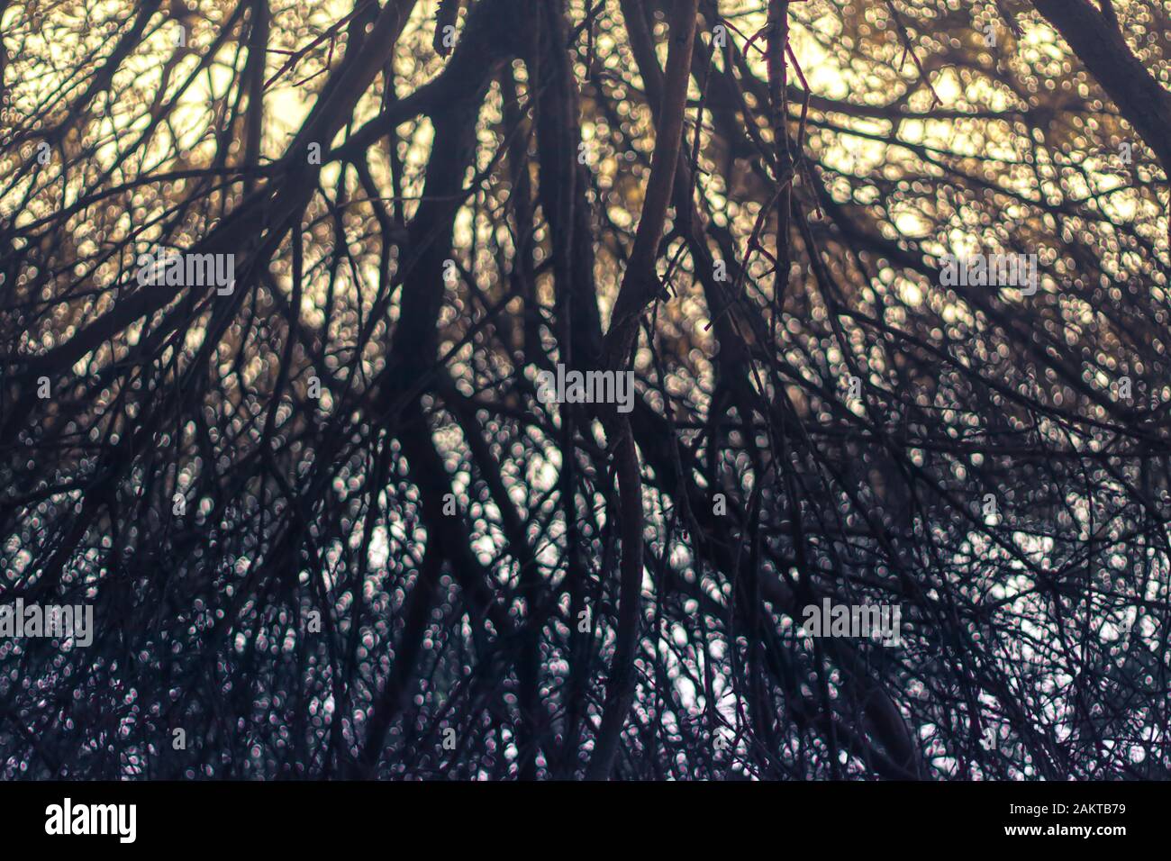 Tree branches silhouette with light background Stock Photo