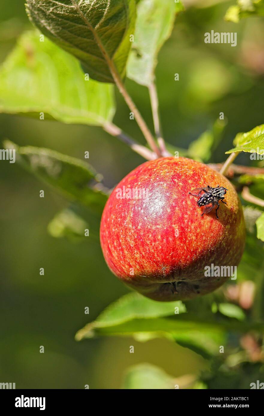Blowfly sitting on red apple (Pyrus malus) on apple tree in the sun, Mecklenburg-Western Pomerania, Germany Stock Photo