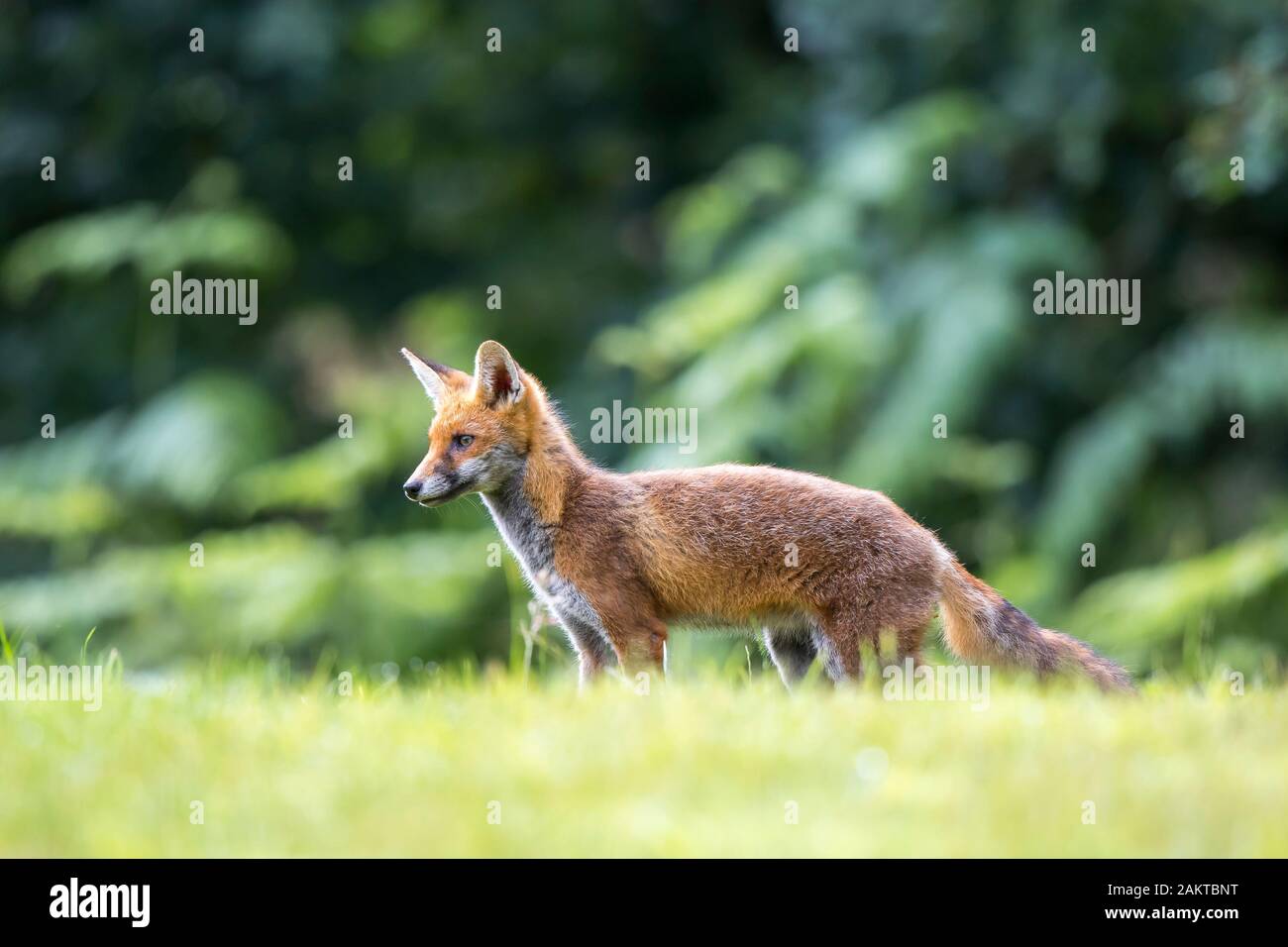 Red fox countryside hi-res stock photography and images - Alamy