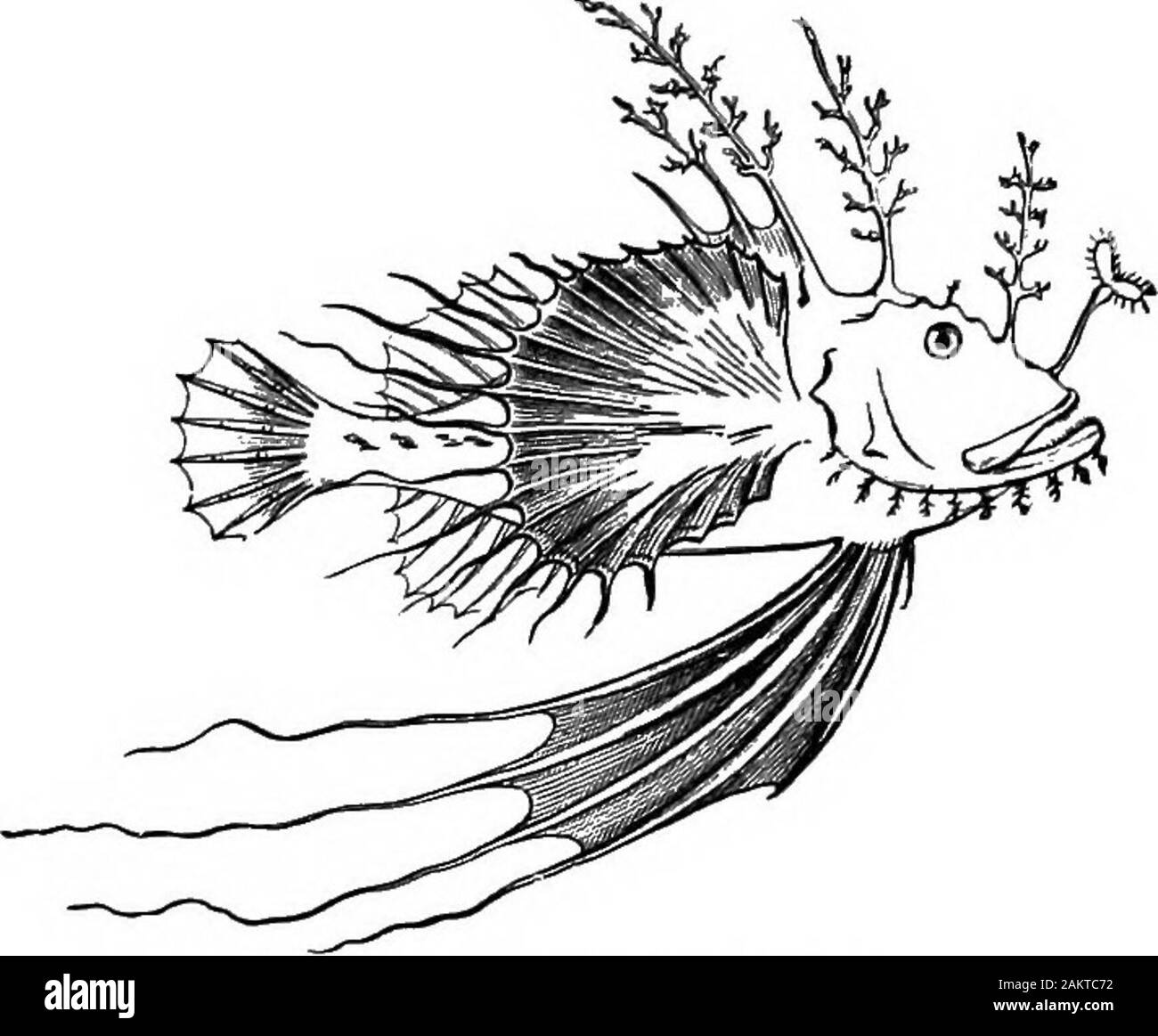 First lesson in zoology : adapted for use in schools . the bottom; there is a greatvariation in the organs of digestion, in the shape of theswimming-bladder, when it is present, but especially in theshape and position of the fins. While no two kinds of fishswim in exactly the same manner, the power of swimminghas been wrought out most thoroughly in the bony fishes, invfhJch Nature has exhausted every refinement and variety 154 FIBBT LESSONS IN ZOOLOGY. of movement in the art of swimming. Tadpoles and frogs,turtles and alligators, ducks and loons, dogs and horses, can,after a fashion, get throu Stock Photo