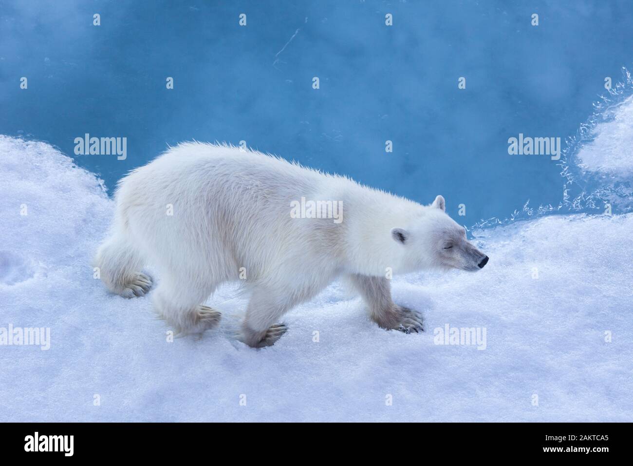 Polar bear on sea ice with blue water and ice, Arctic Stock Photo