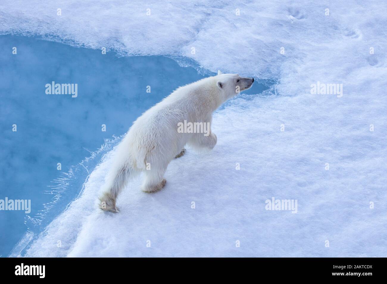 Polar bear on sea ice with blue water and ice, Arctic Stock Photo