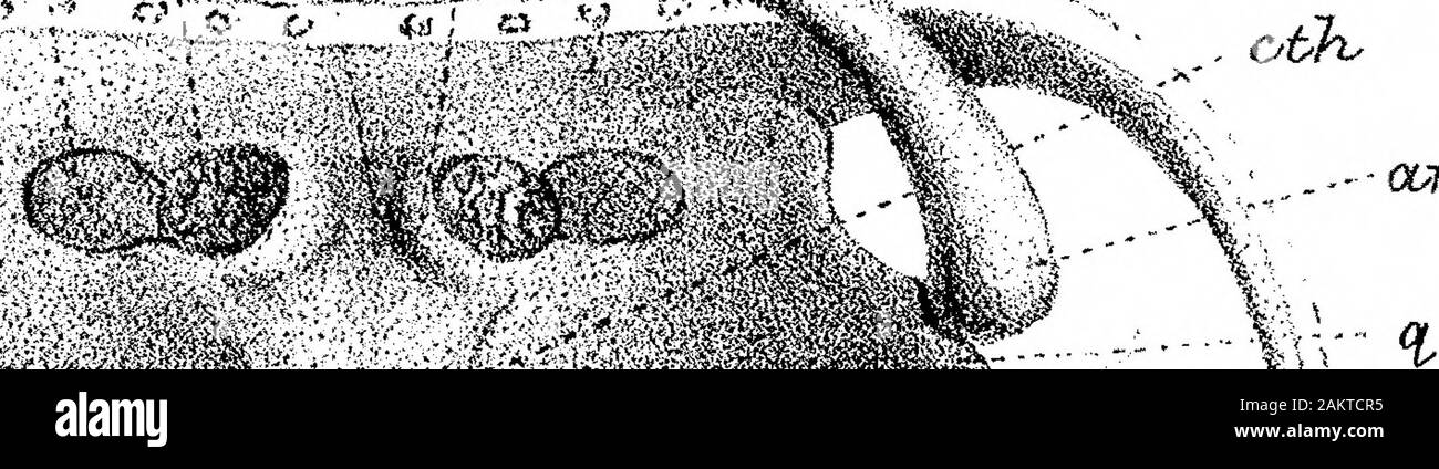 On the Structure and Development of the Skull in the BatrachiaPart II