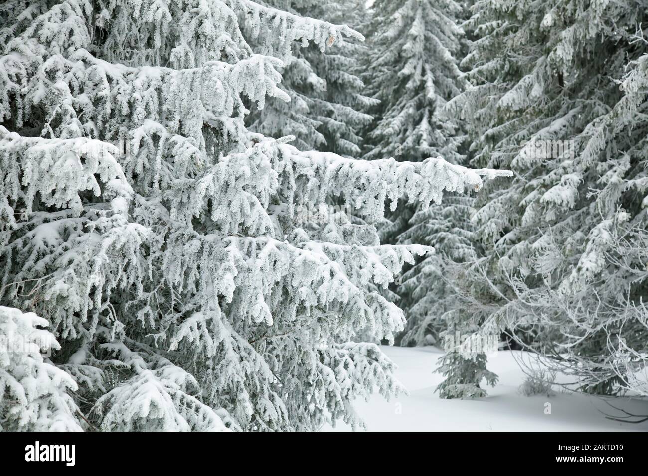 Fir branches covered snow hi-res stock photography and images - Alamy