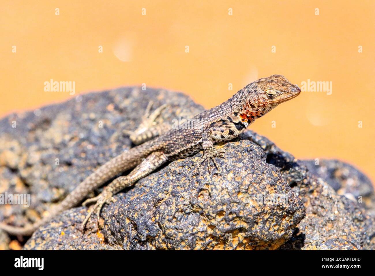 Lava Lizard sunning itself on Bartolome Island Stock Photo