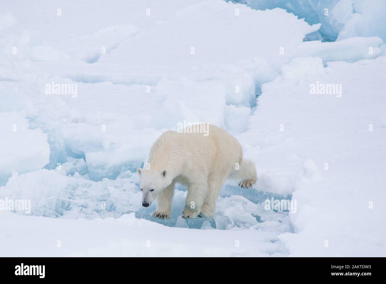Polar bear on broken sea ice, Arctic Stock Photo