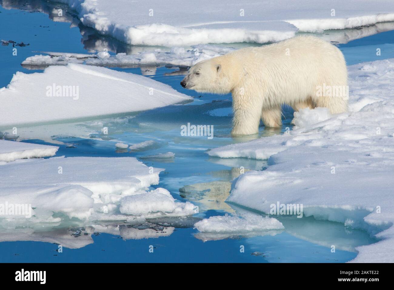 Polar bear on broken sea ice, Arctic Stock Photo