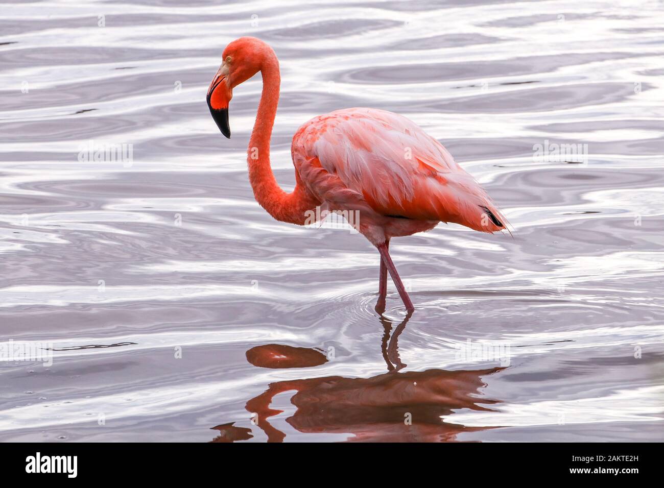 American Flamingos on Floreana Island in the Galapagos Stock Photo