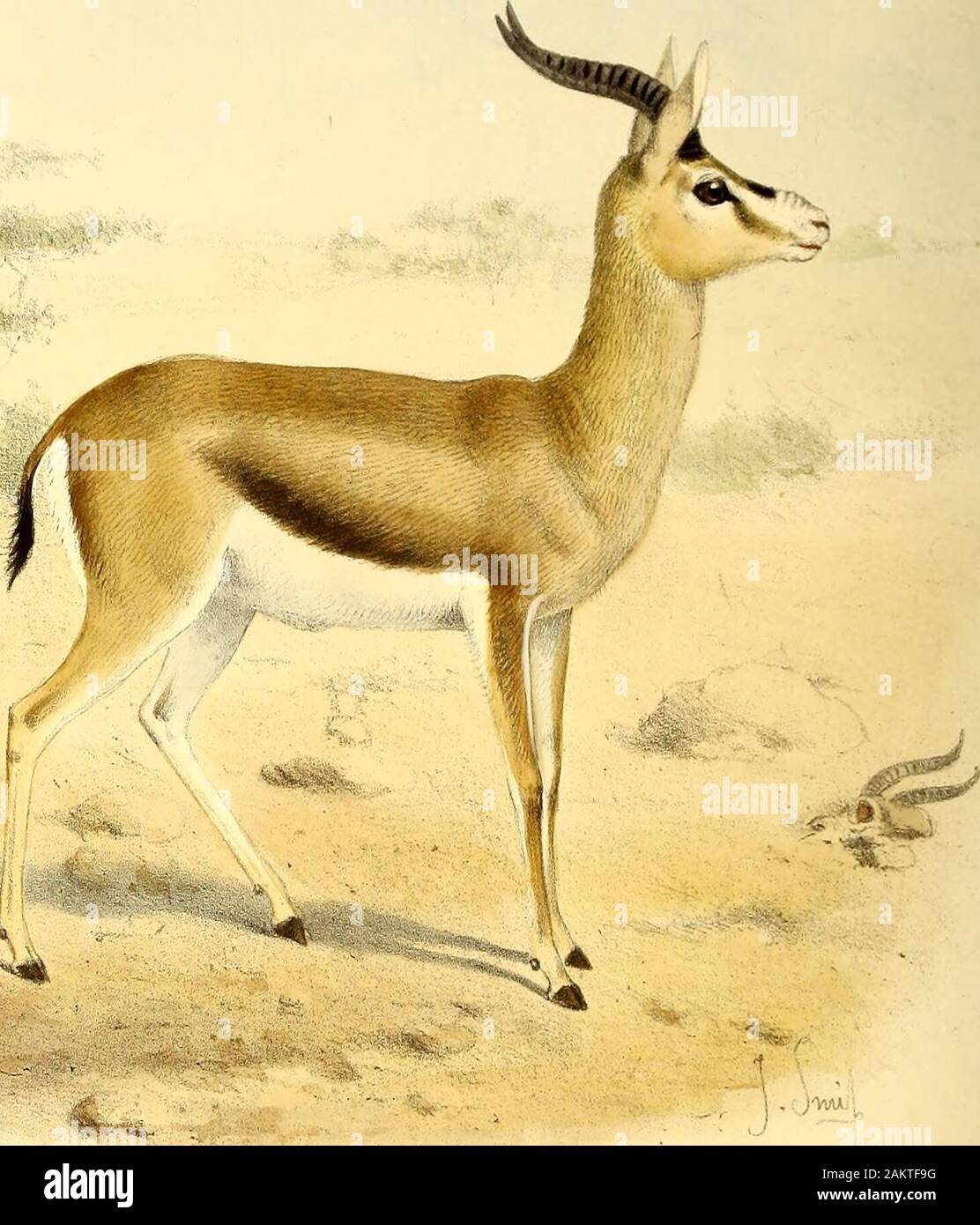 The book of antelopes . nd since 1860, as will be seen by the printed lists,about twelve specimens have been exhibited. A pair presented by . J. Hope Edwards, in April 1883, The book of antelopes . nd since 1860, as will be seen by the printed lists,about twelve specimens have been exhibited. A pair presented by . J. Hope Edwards, in April 1883,
