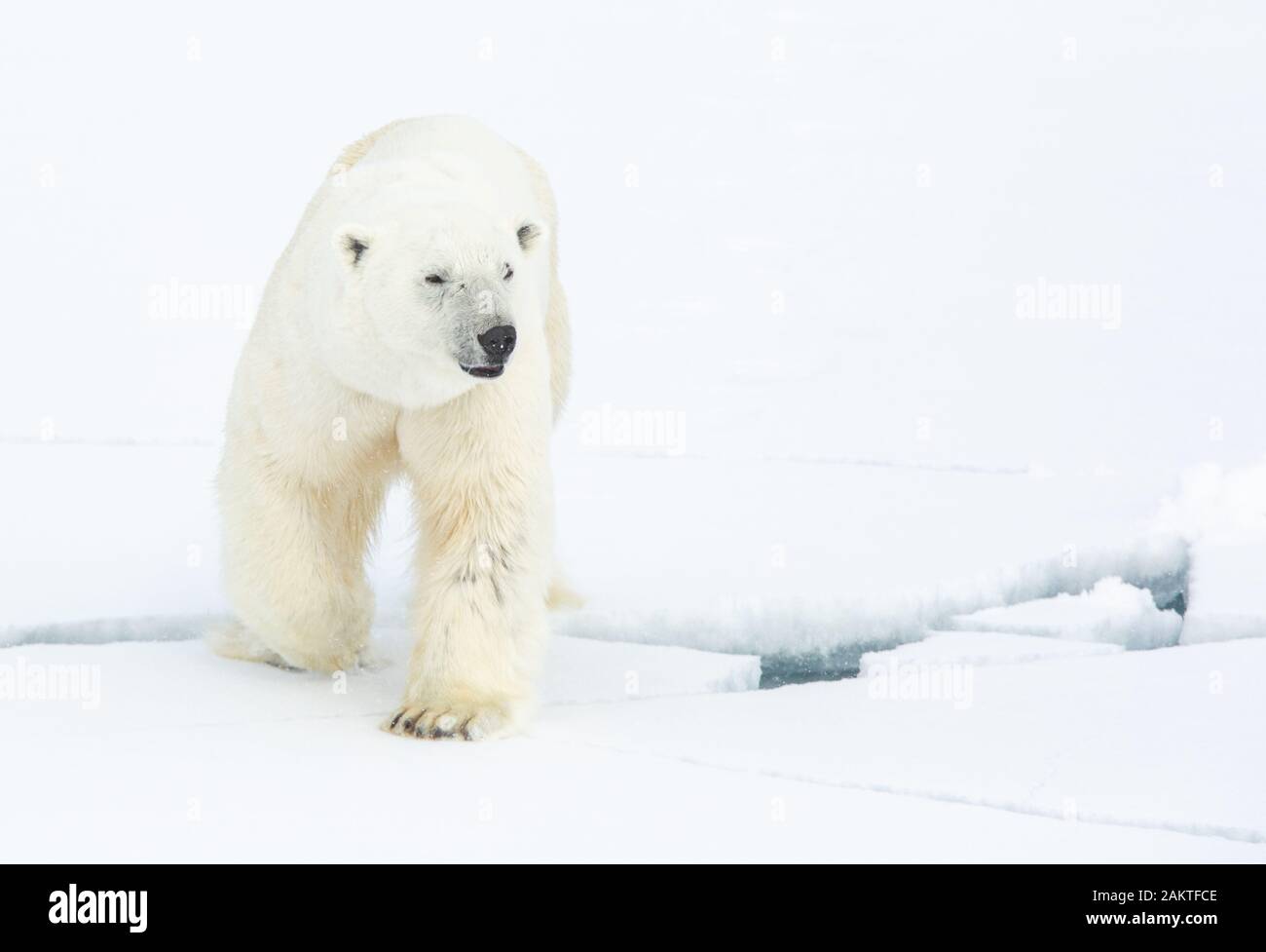 Polar bear on sea ice in the Arctic Stock Photo