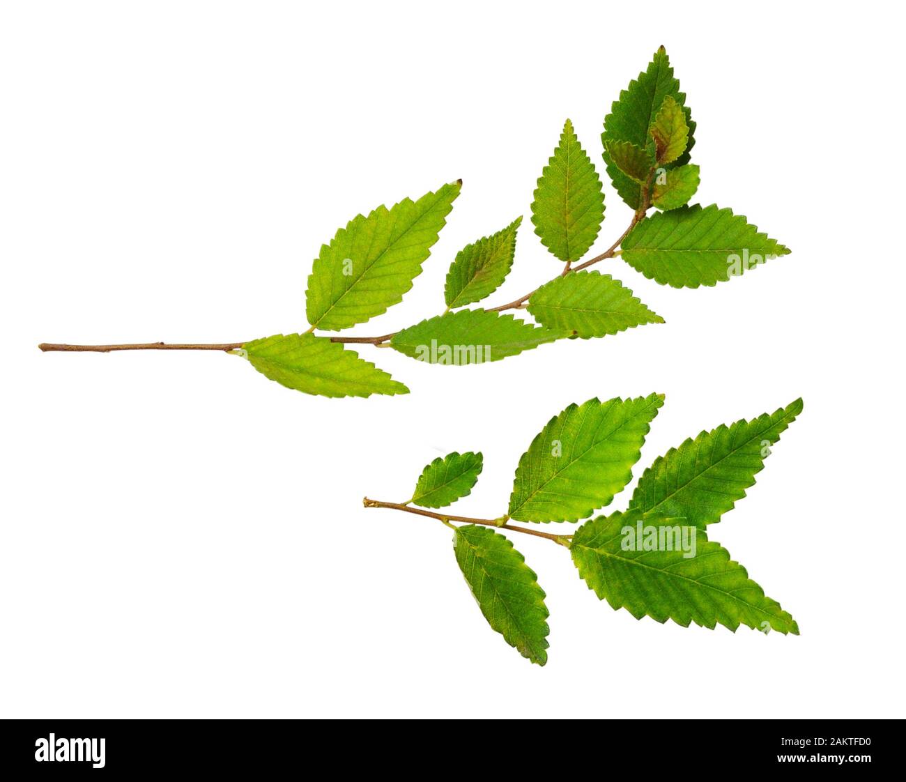 Set of twigs with green leaves isolated on white background Stock Photo ...