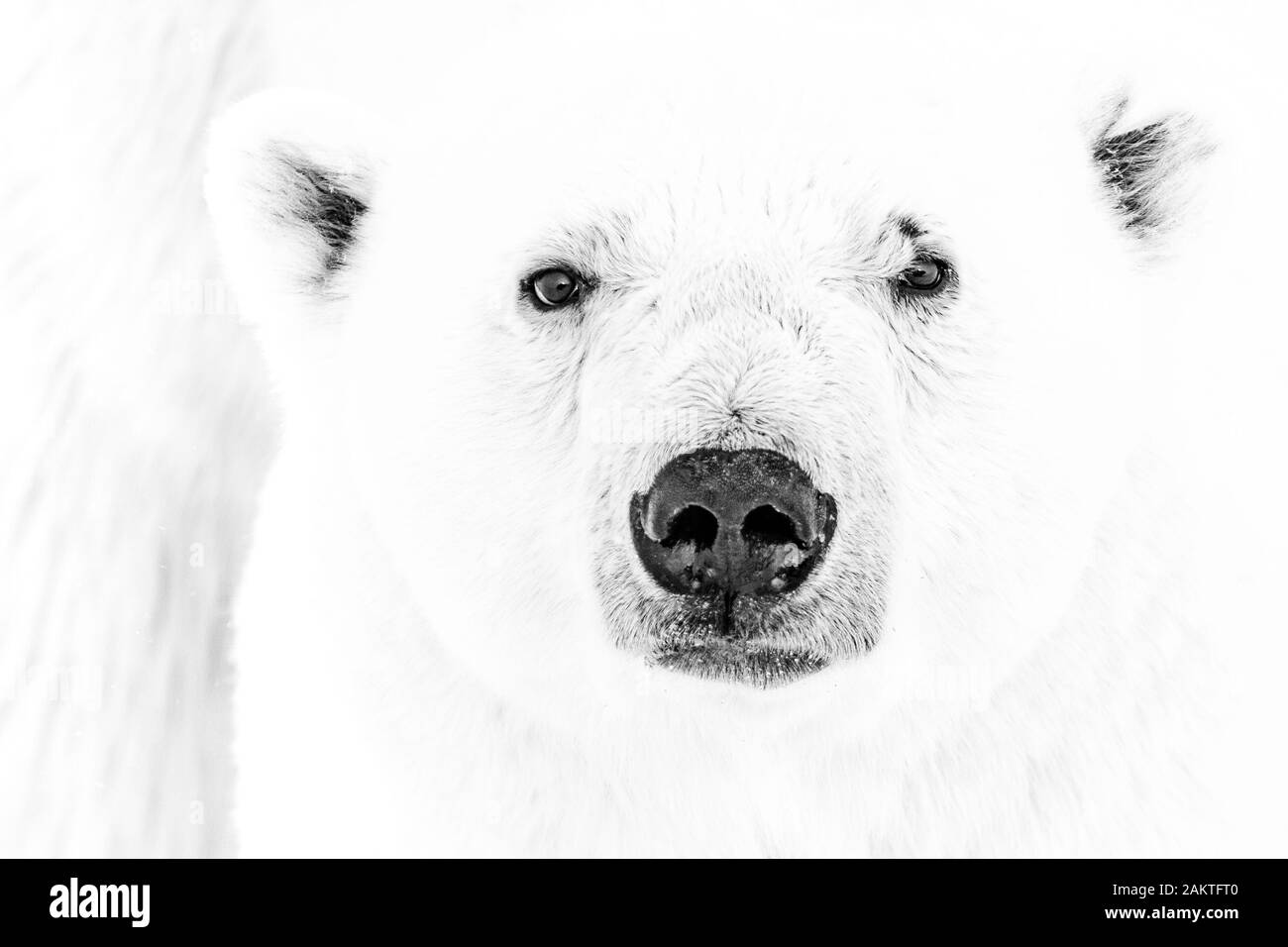 Polar bear close up, on sea ice in the Arctic Stock Photo