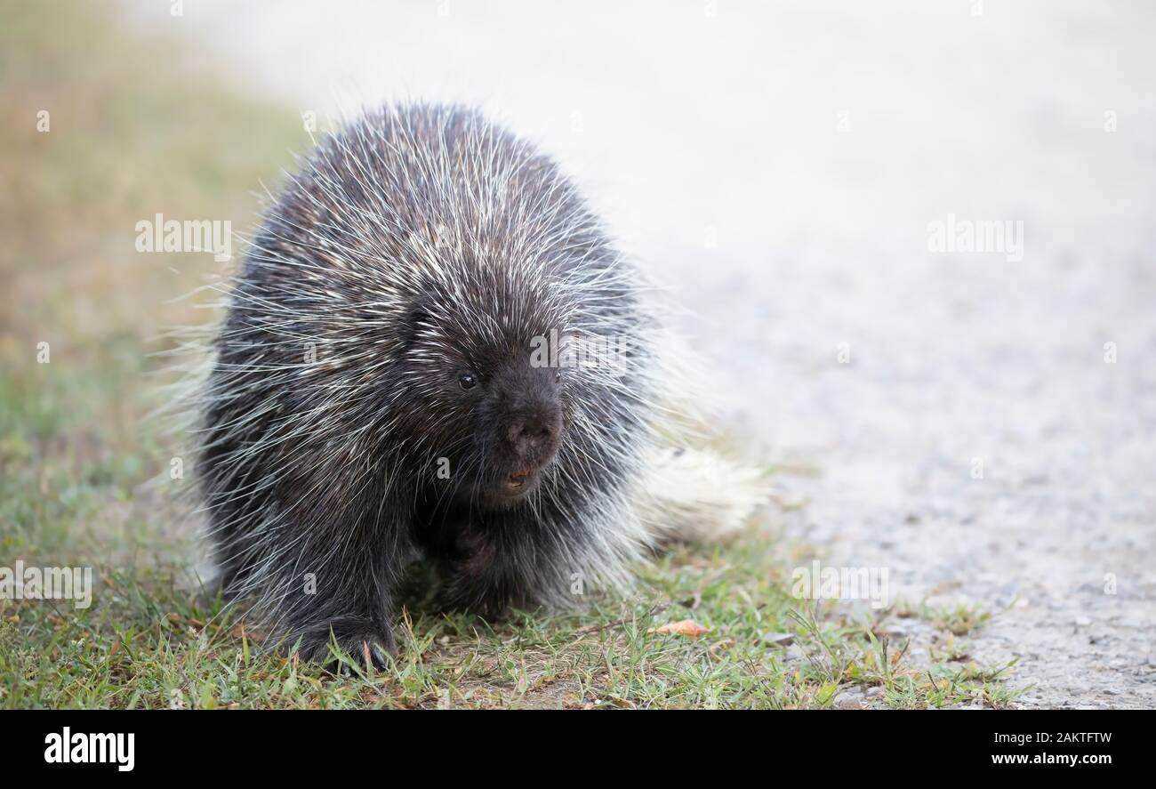 Porcupine walking along the trail in summer in Canada Stock Photo