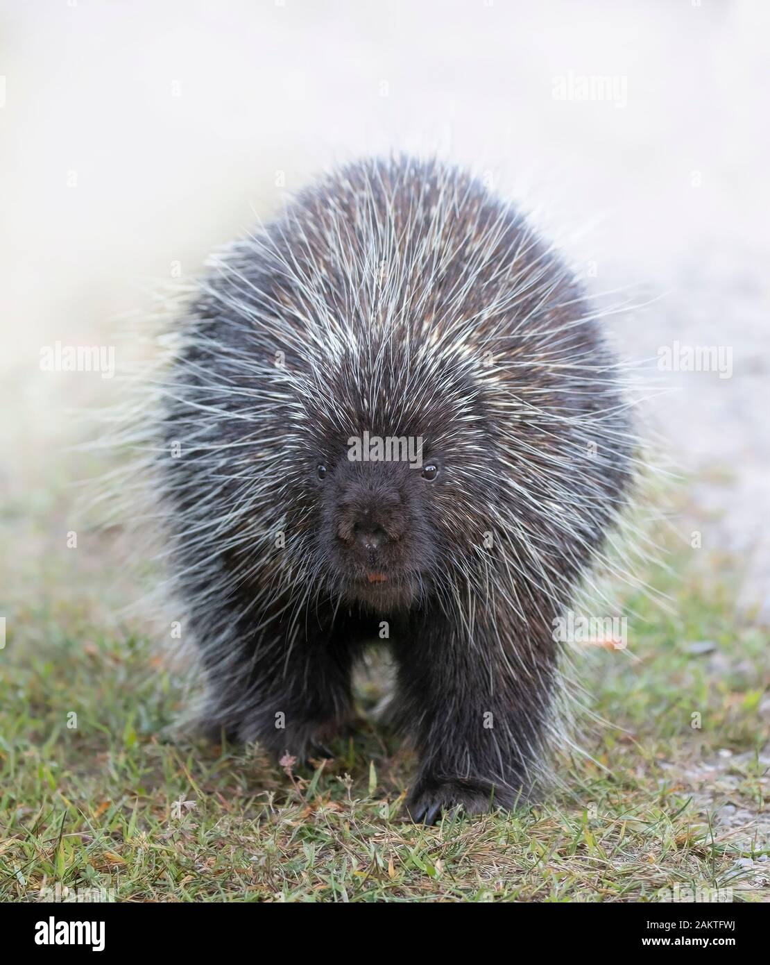 Porcupine walking along the trail in summer in Canada Stock Photo