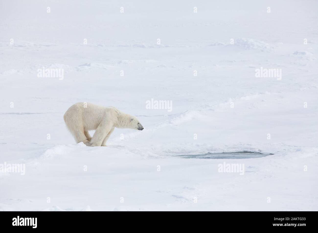 Polar bear by seal hole on sea ice, Arctic Stock Photo