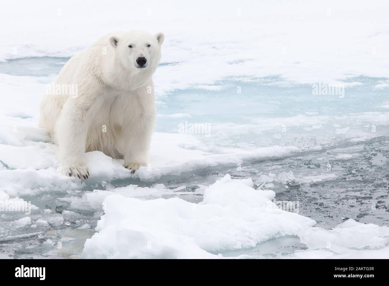 Polar bear on sea ice in the Arctic Stock Photo