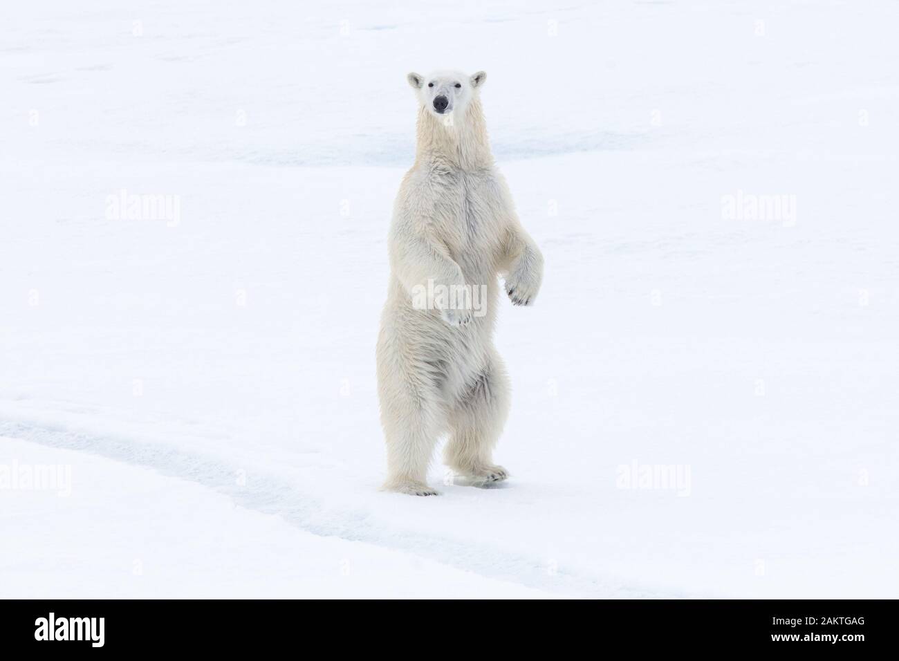 Polar bear hind legs hi-res stock photography and images - Alamy