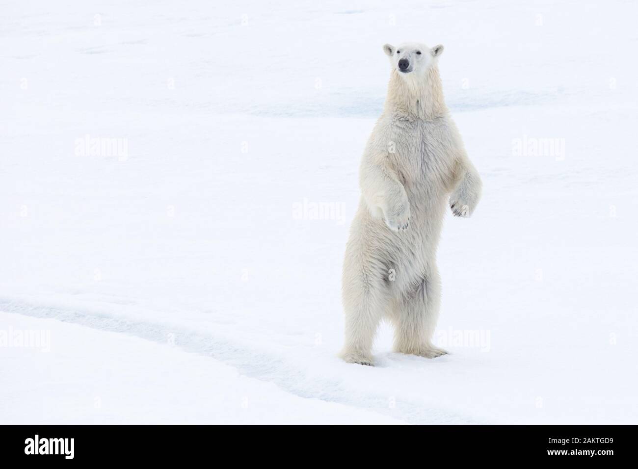 Polar bear standing on hind legs on sea ice, Arctic Stock Photo - Alamy