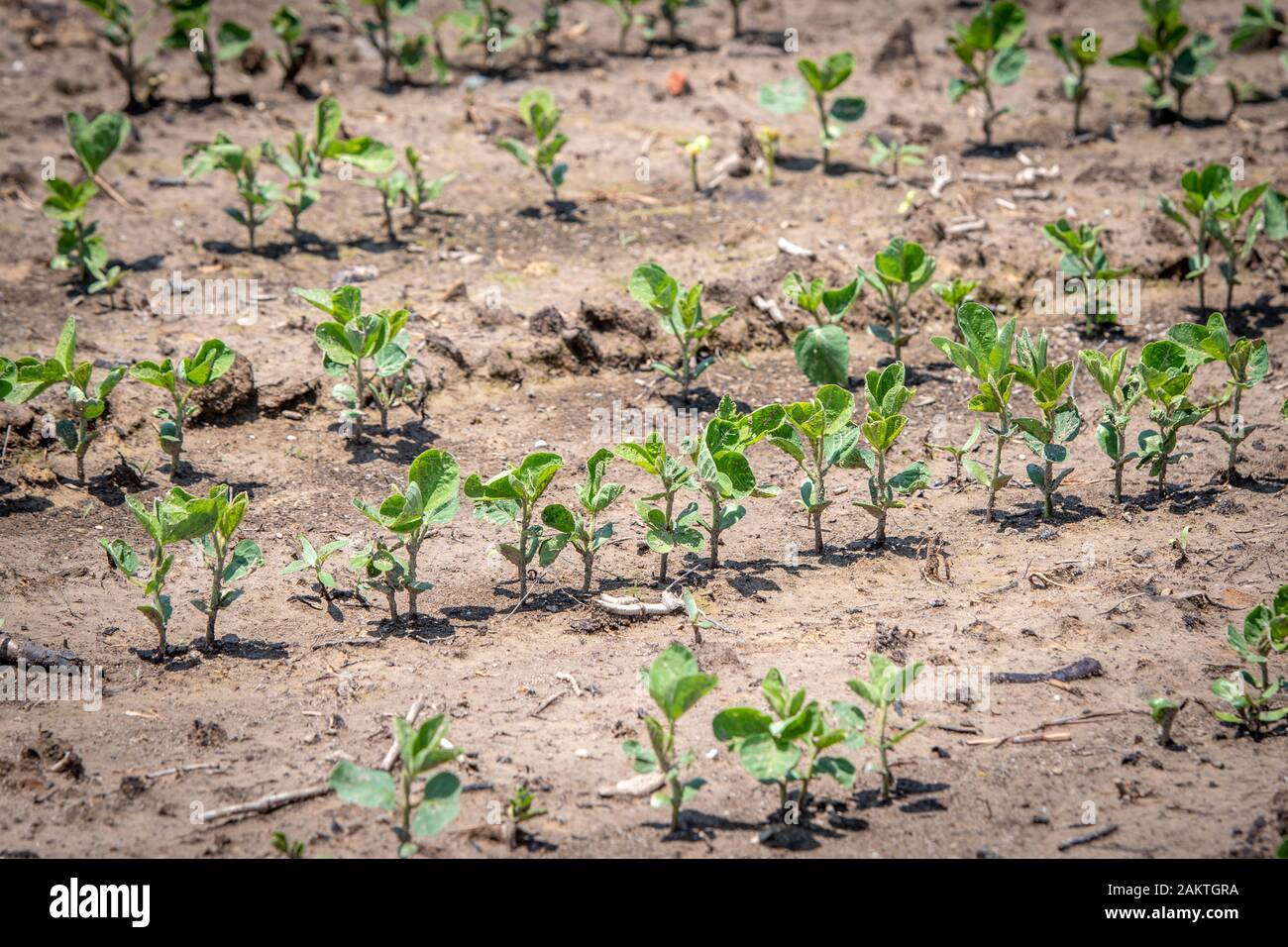 Soybean growing hi-res stock photography and images - Alamy