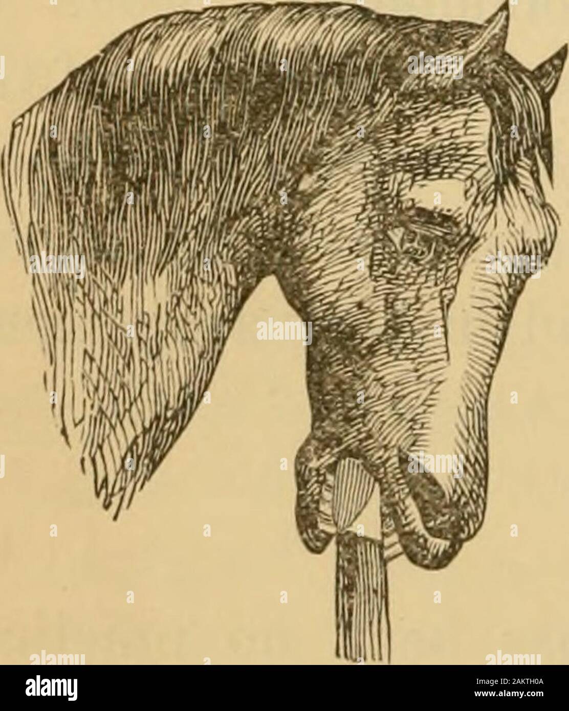 The Art Of Taming And Educating The Horse With Details Of