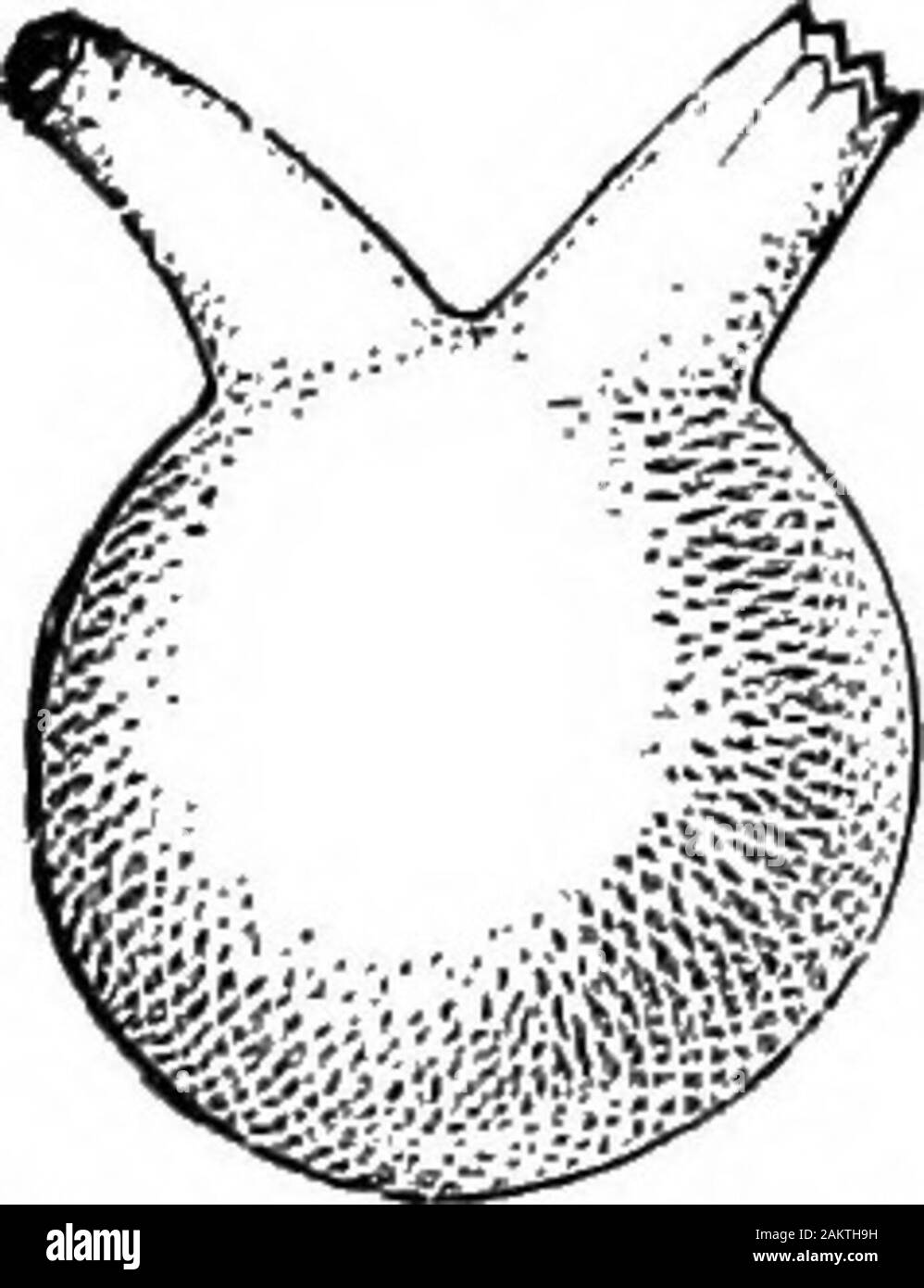 First lesson in zoology : adapted for use in schools . mentalvertebrate ...