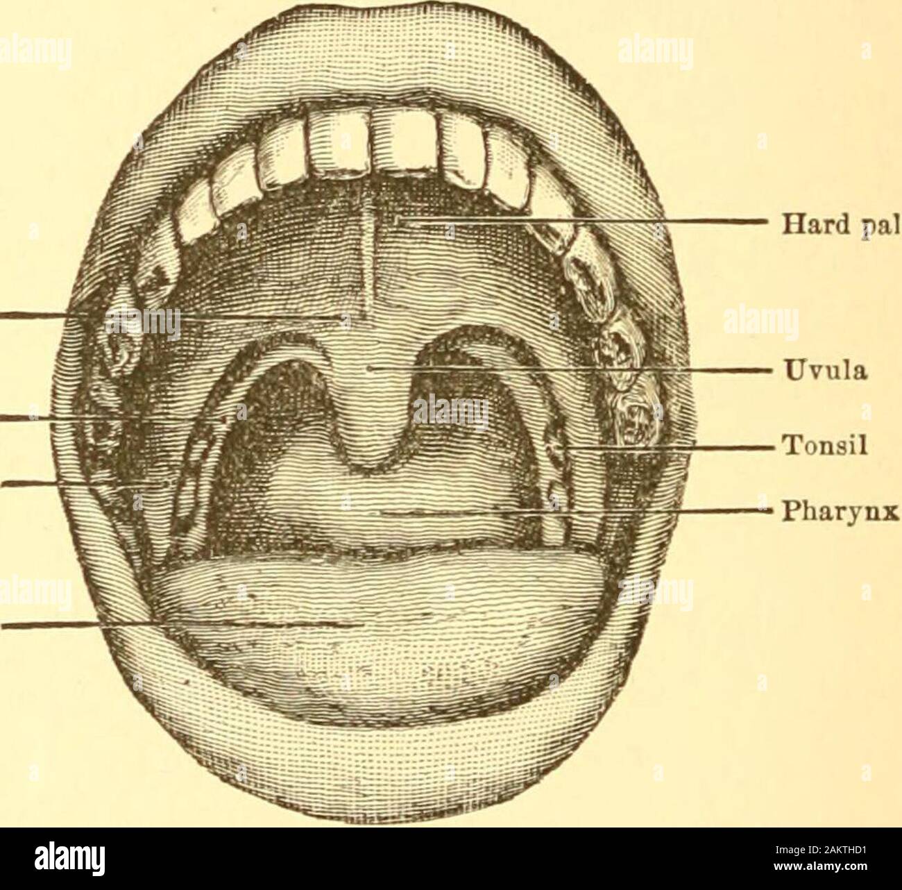 Diseases of the nose and throat; a text-book for students and practitioners . ally divides the faucial space into thearcades. This little appendage is covered with mucous mem-brane, and is composed of connective tissue, glands, and theposterior extremities of the two azygos uvulae muscles, which Hard palate Posterior half-archAnterior half-arch Tongue Fig. 56.—The Normal Palate and Pharynx. lie side by side in the median line of the soft palate. Theirfunctions are to elevate the uvula and aid the palato-pharyngeimuscles in separating the mouth and pharynx. The uvulaseems to aid in swallowing, Stock Photo