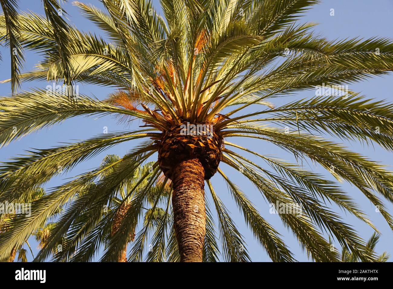 Abstract view of palm trees and leaves against a blue summer sunny sky Stock Photo