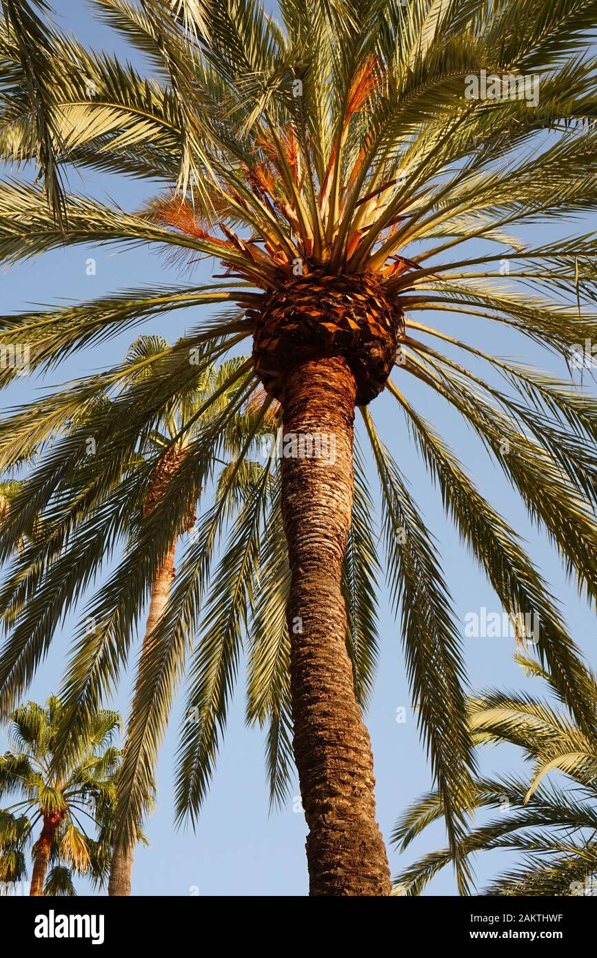 Abstract view of palm trees and leaves against a blue summer sunny sky Stock Photo