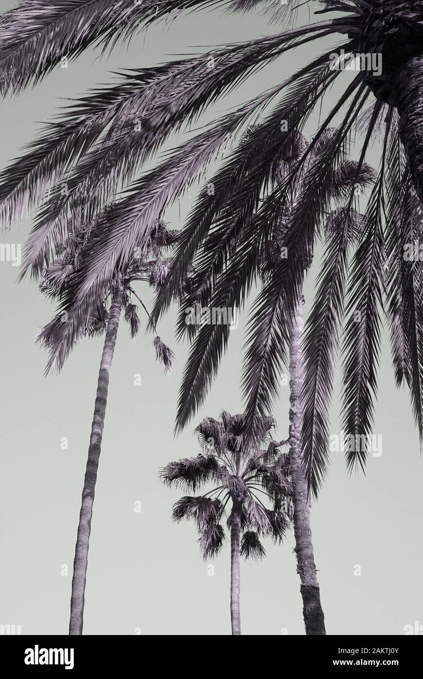 Black and white image of palm leaves and palm trees Stock Photo