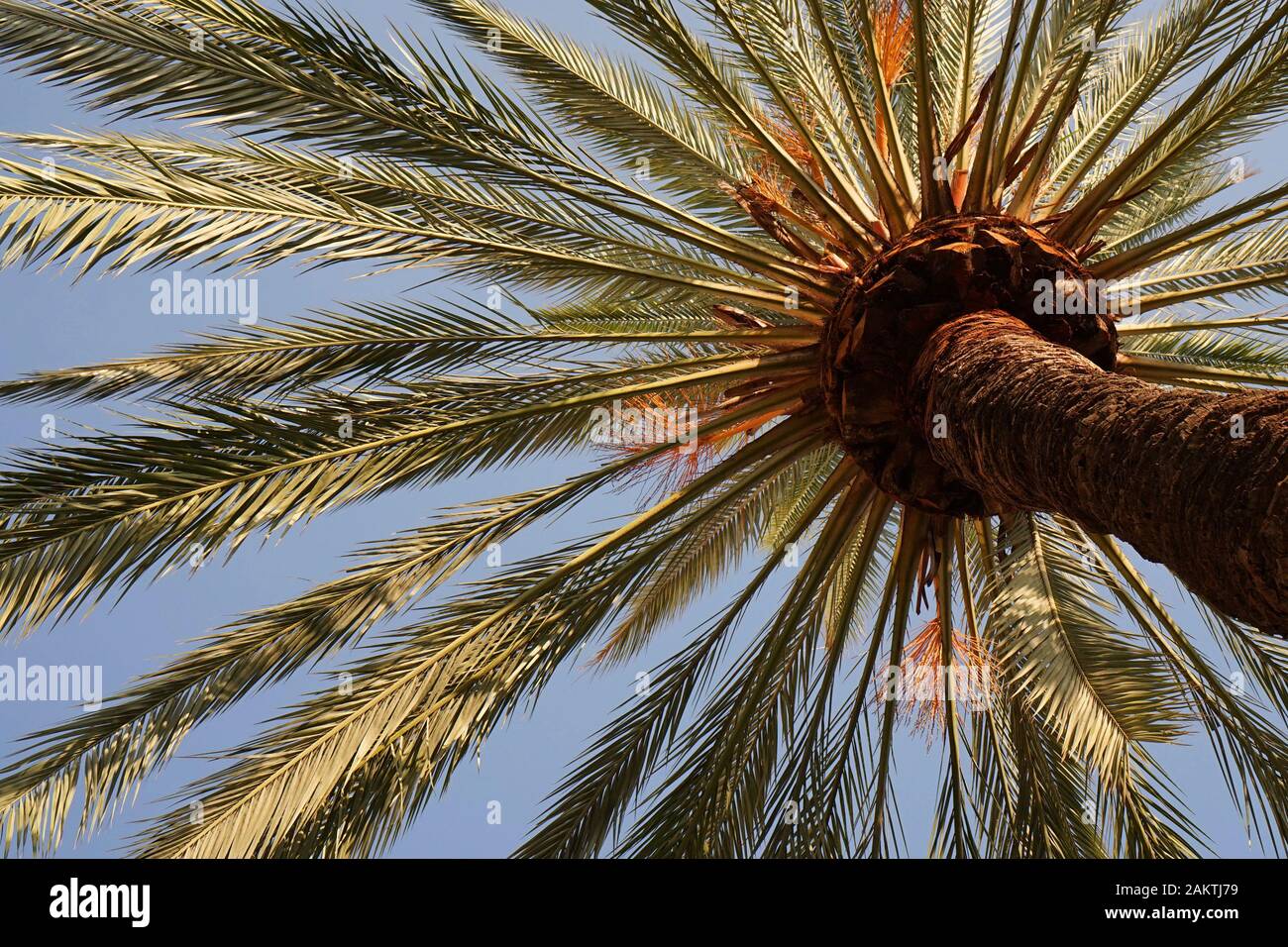 Looking upwards at a bright colourful palm tree and leaves Stock Photo