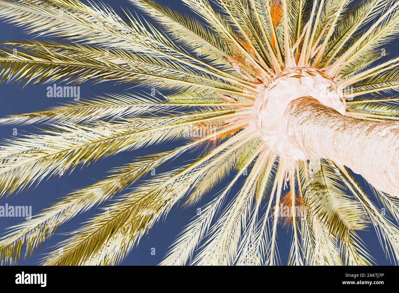 A stylised colourful image of the underside of a palm tree Stock Photo