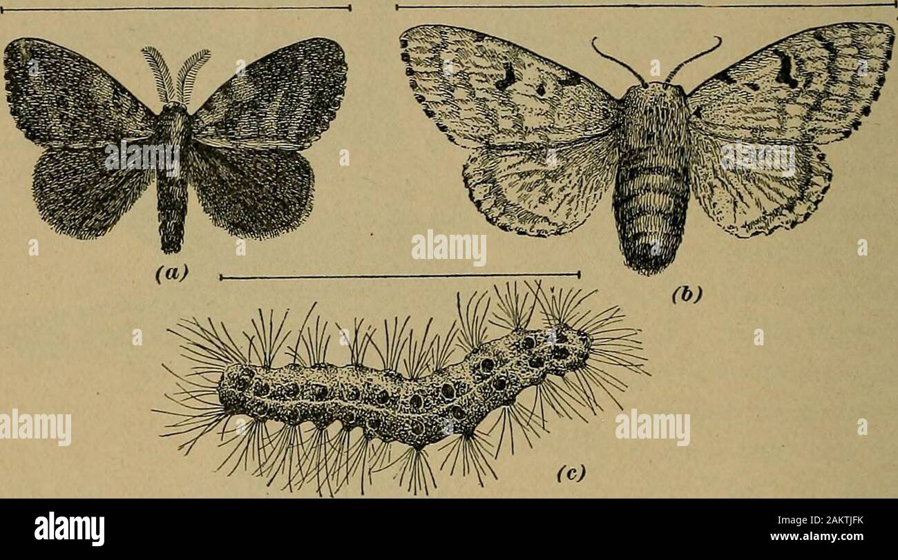 What Fruit Do Moths Eat
