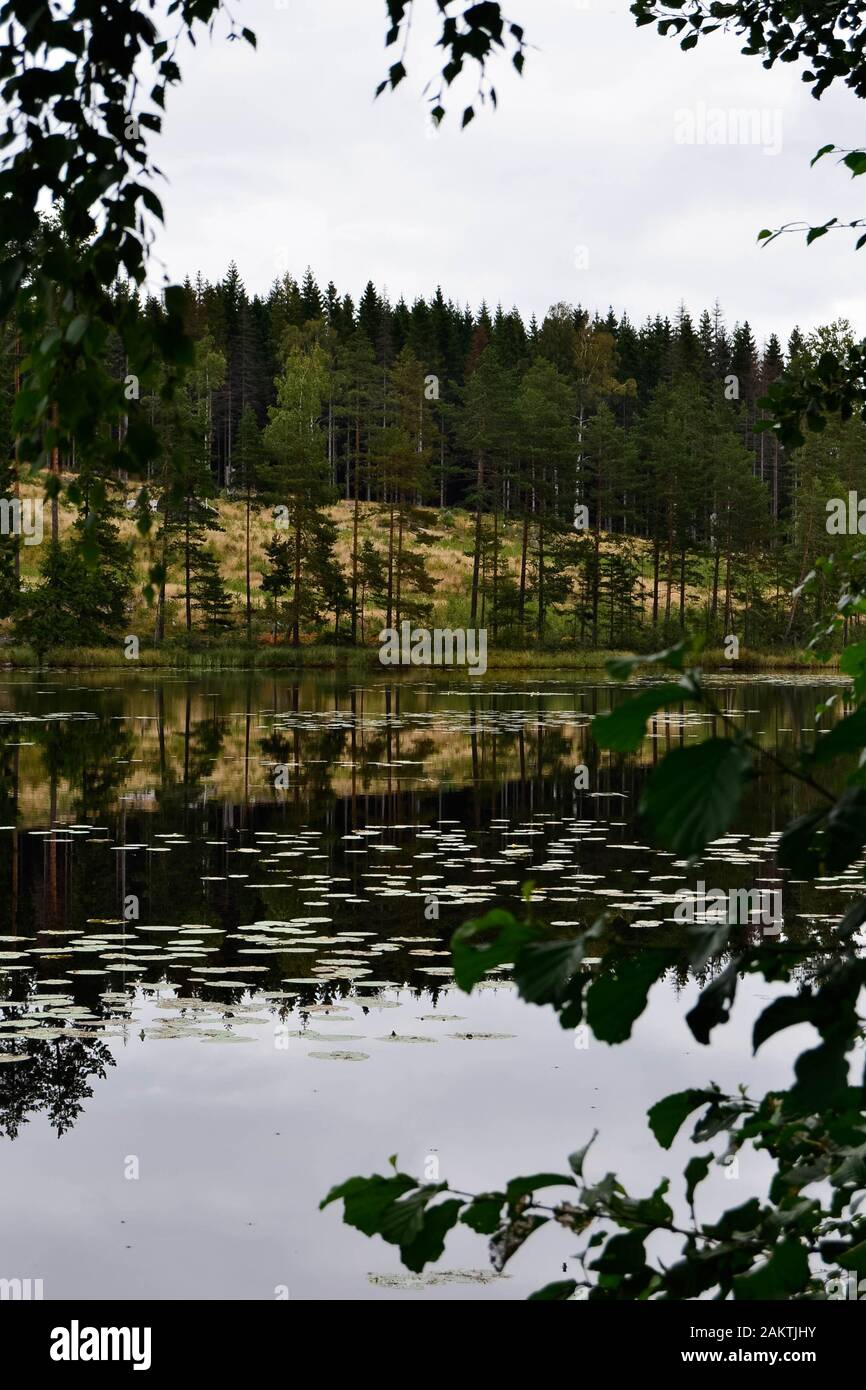 Lake with a lot of pines Stock Photo