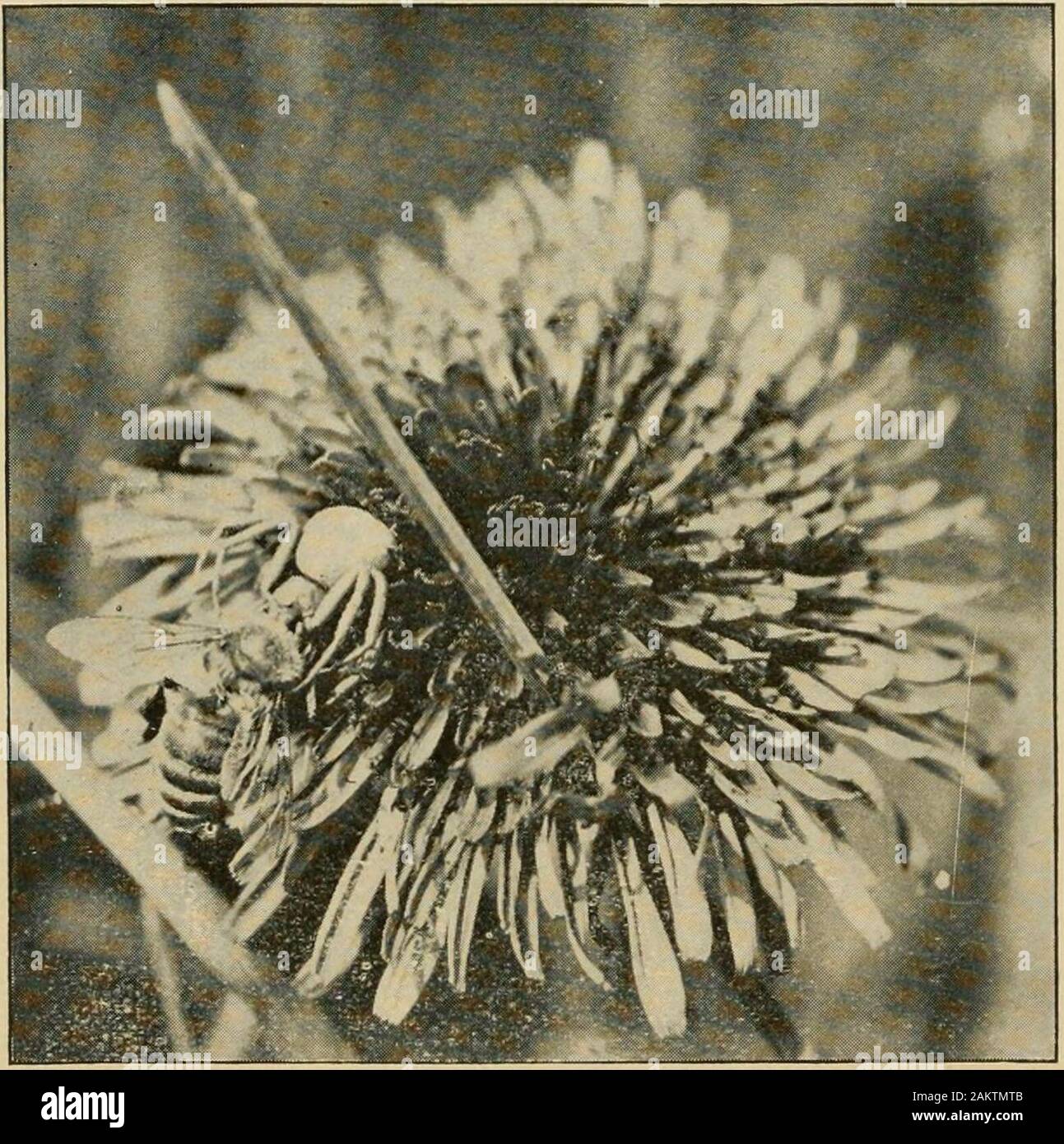 Gleanings in bee culture . intheir order of hardiness as observed by him: E. paidiflora ascends to 4600 feet in Tas-mania 132G GLEANINGS IN BEP: CULTURE. Oct. 15 E. giinnii ascends to 5600 ft. in Australia. E. coccifera ascends to 4000 feet in Tas-mania. E. Urnigera suffers little damage in Scot-land, York, and Devon from frost. E. Muellerii withstood 26° of frost in Ota-go, New Zealand. E. Stuartiana, fastest growing of all hardyeucalypts. E. Sieberiana, small plants have with-stood 20° of frost. E. amygdalina, small plant, and grows inTasmania at 4000 feet elevation. E. regnans has withstood Stock Photo