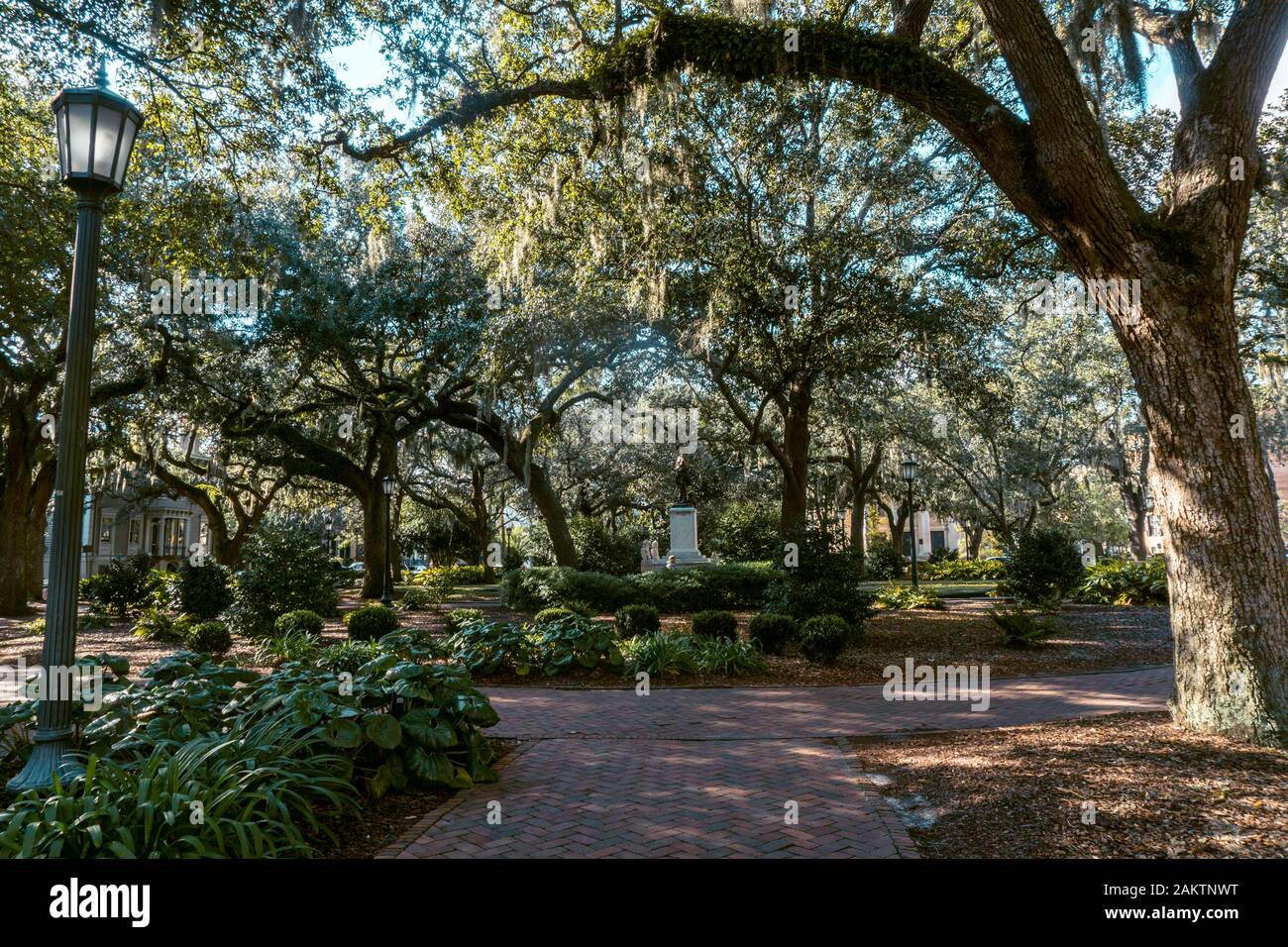 The live oaks is Savannah’s favorite tree, ornamenting streets, parks and cemeteries across the city. Stock Photo