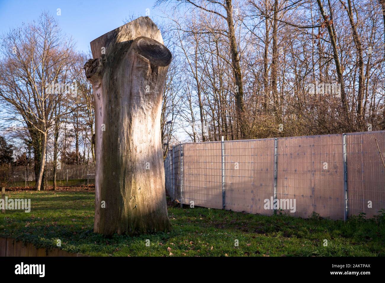 remains of a large tree in the district Niehl, Cologne, Germany.  Rest eines grossen Baums im Stadtteil Niehl, Koeln, Deutschland. Stock Photo