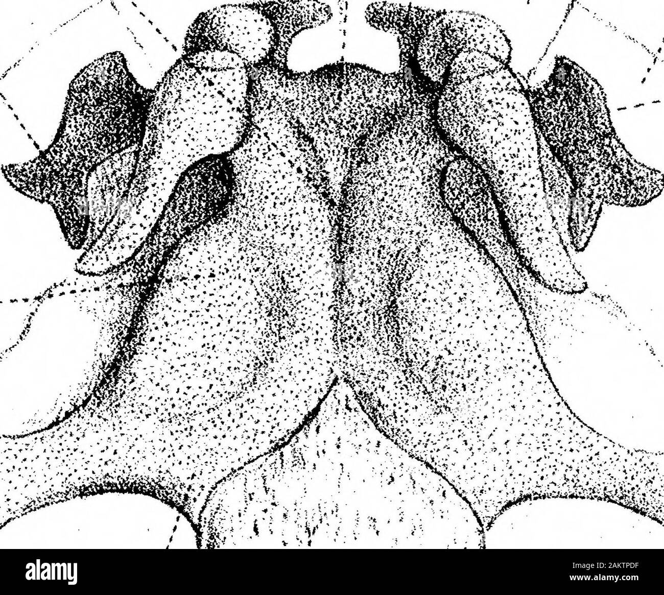 On the Structure and Development of the Skull in the BatrachiaPart II ...