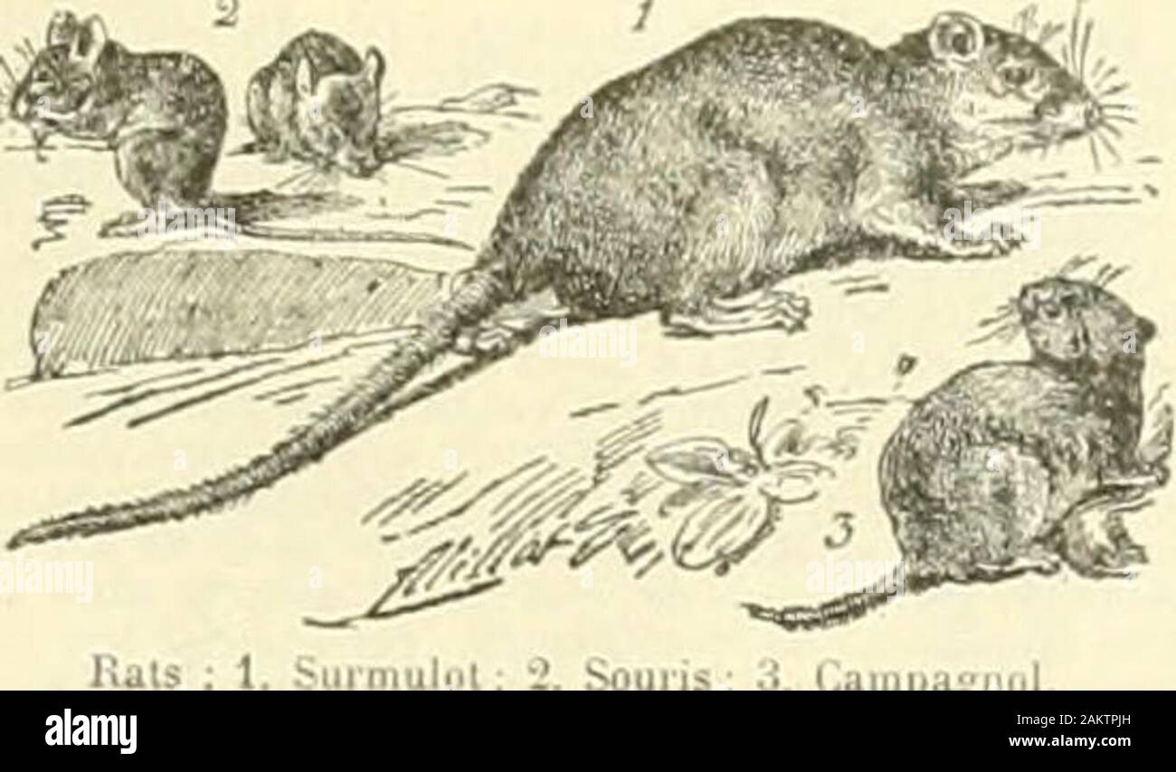 Larousse Rats Adresse de la femme hi-res stock photography and images - Alamy